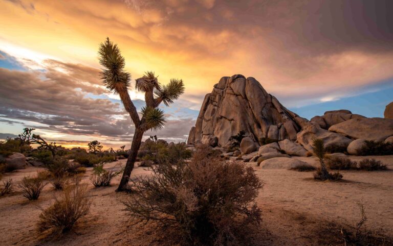 Discover the Magic of Joshua Tree: Your Ultimate Guide to a Memorable Getaway with HR Black Cars
